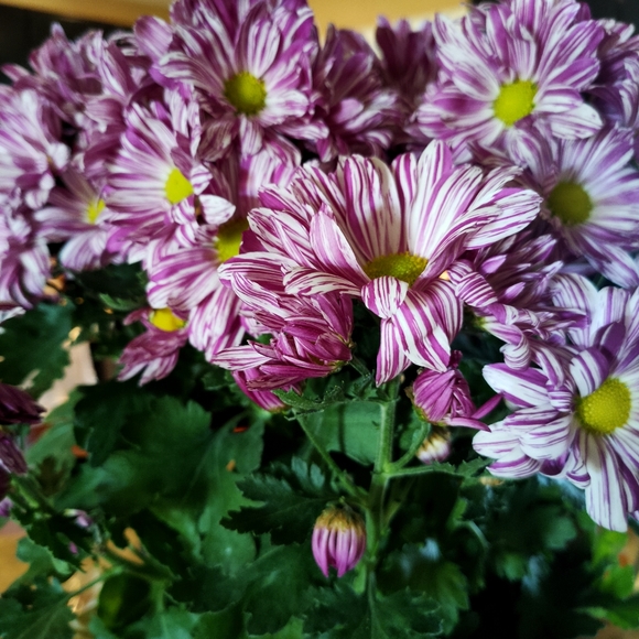 Meet your Posher, Melody - Picture 2 of 2